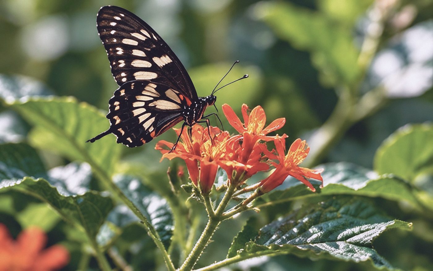 Butterfly on a red heliconia flower
